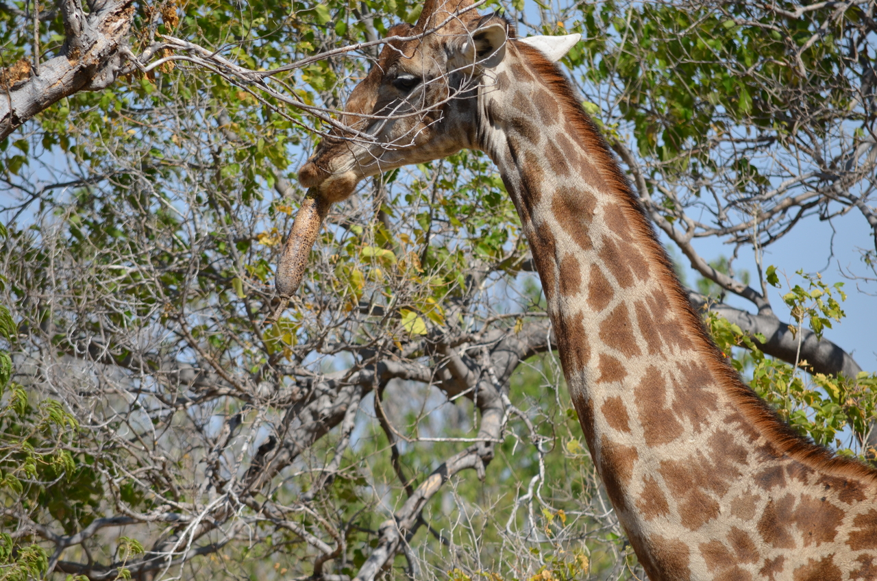 [23190] 2016_06_30_02_40_14_Africa_NIKON_D5100_IMG__05282.jpg