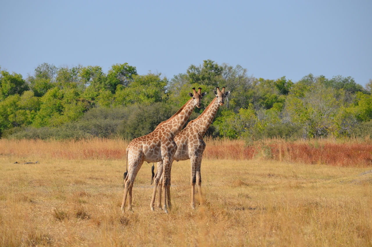 [23576] 2016_06_30_04_59_17_Africa_NIKON_D5100_IMG__00681.jpg