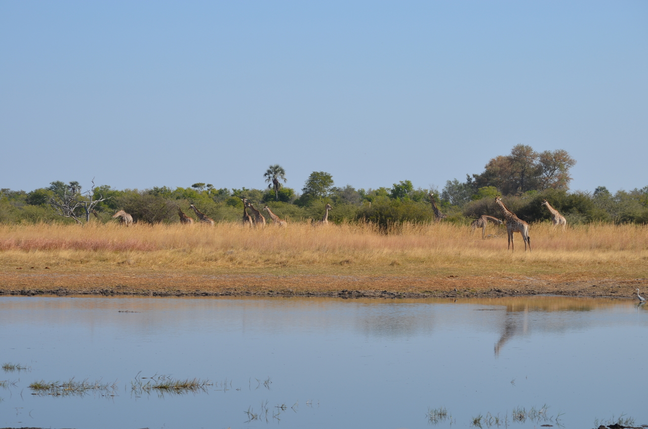 [23734] 2016_06_30_05_07_43_Africa_NIKON_D5100_IMG__00700.jpg