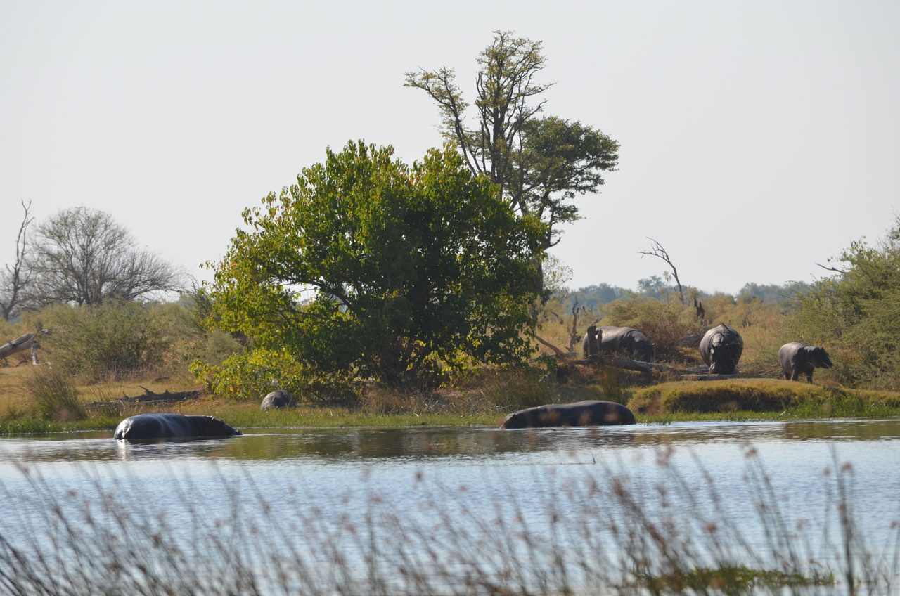 [23779] 2016_06_30_05_15_46_Africa_NIKON_D5100_IMG__00712.jpg