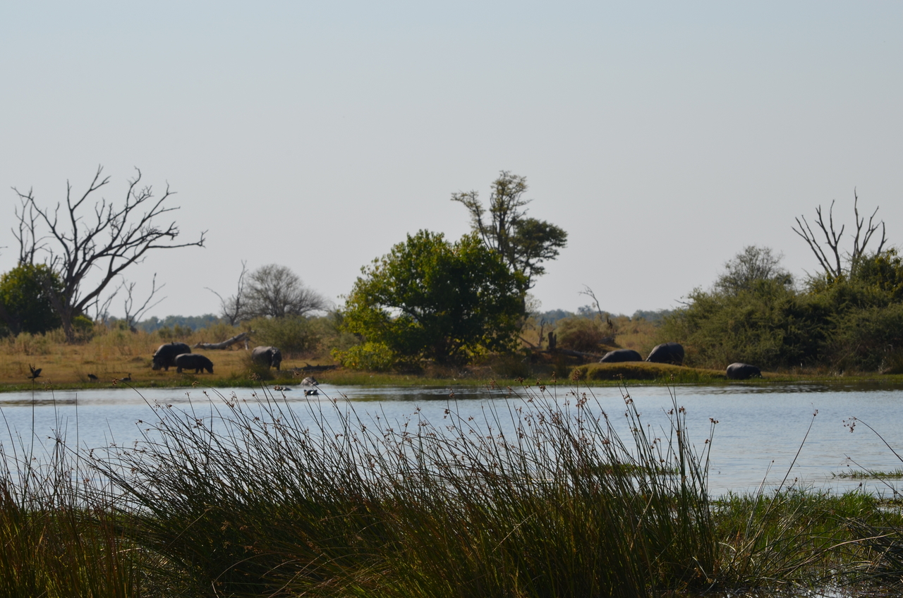 [23782] 2016_06_30_05_16_28_Africa_NIKON_D5100_IMG__05335.jpg