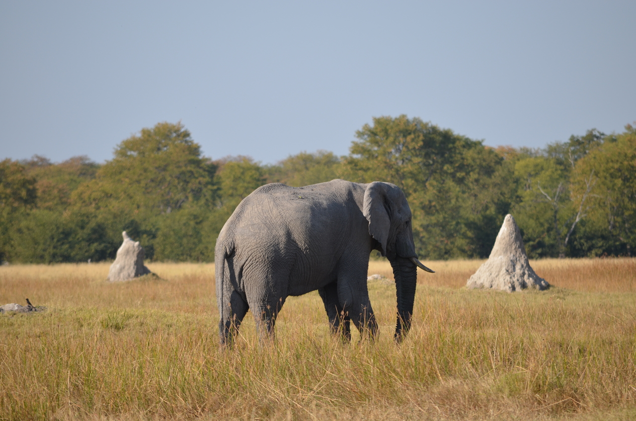 [24476] 2016_06_30_06_06_07_Africa_NIKON_D5100_IMG__00723.jpg