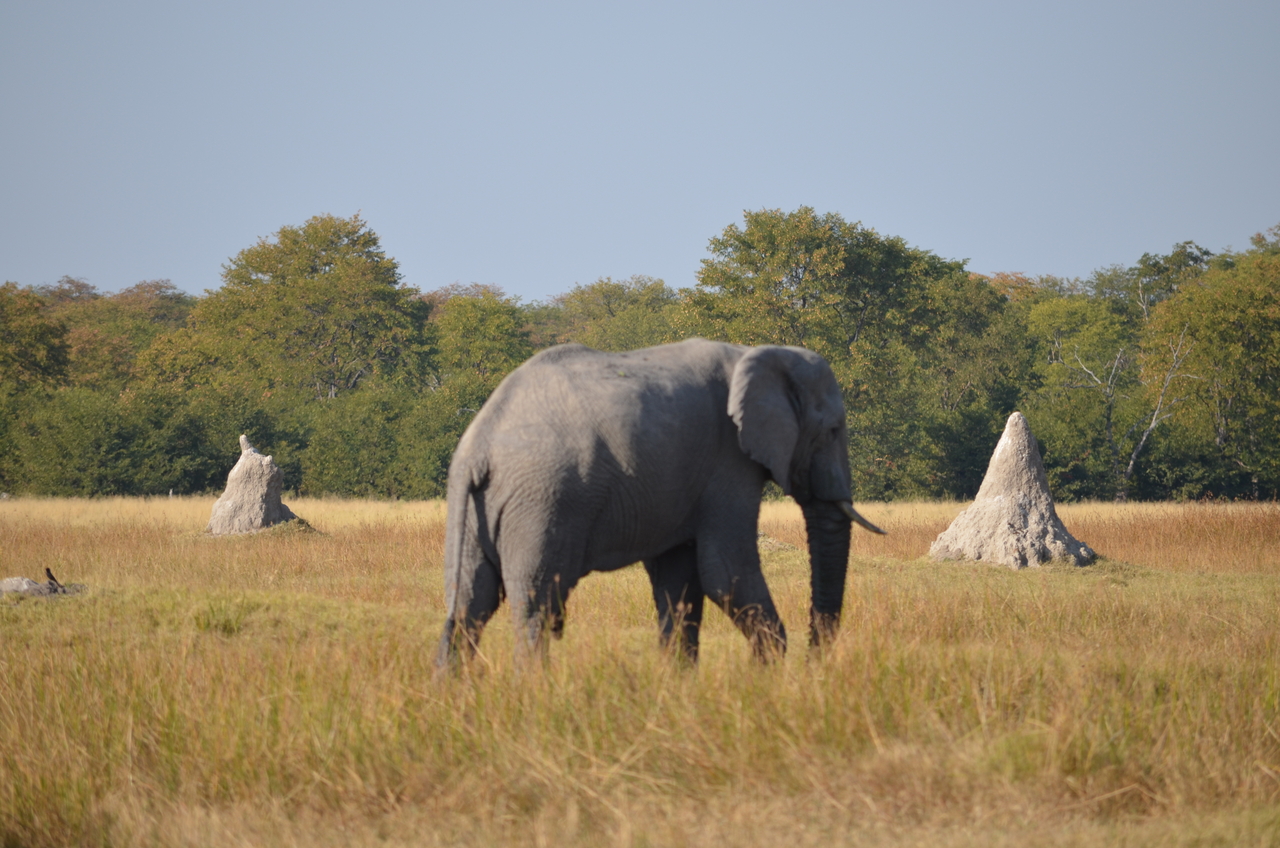 [24481] 2016_06_30_06_06_15_Africa_NIKON_D5100_IMG__05347.jpg
