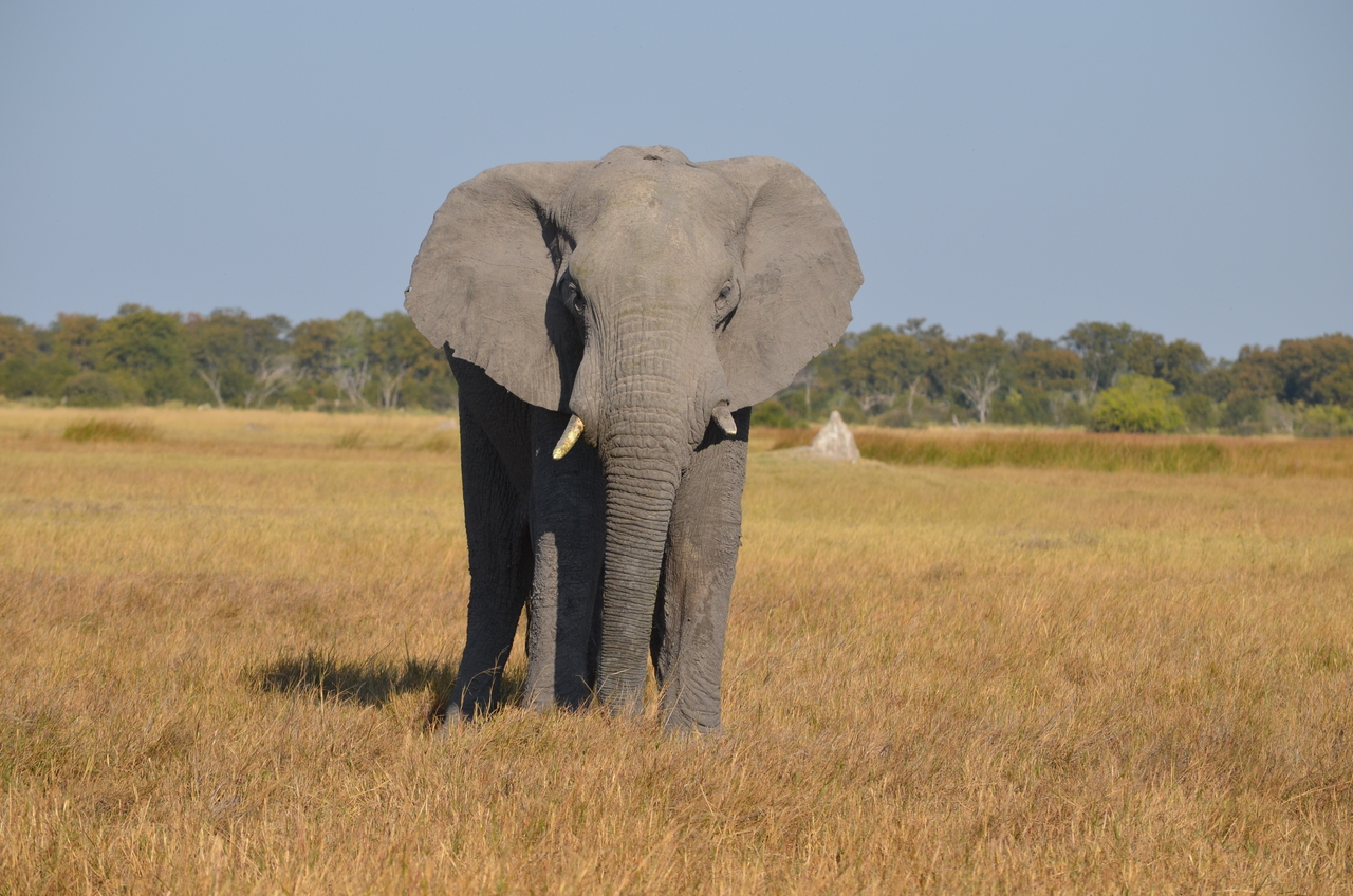 [24491] 2016_06_30_06_07_55_Africa_NIKON_D5100_IMG__05352.jpg