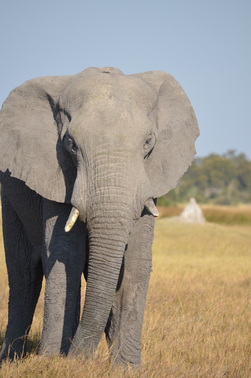 [24501] 2016_06_30_06_08_46_Africa_NIKON_D5100_IMG__05357.jpg