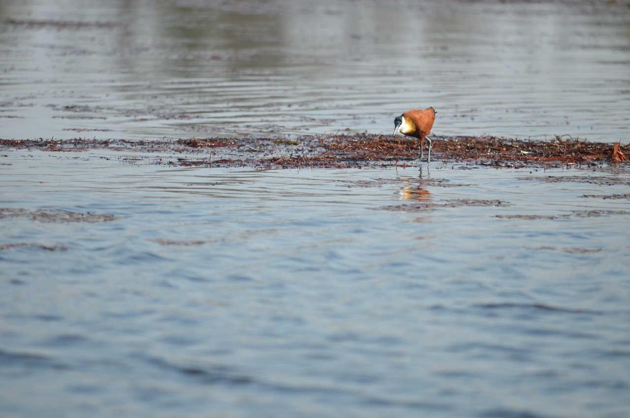 [26676] 2016_07_01_00_22_03_Africa_NIKON_D5100_IMG__00750.jpg