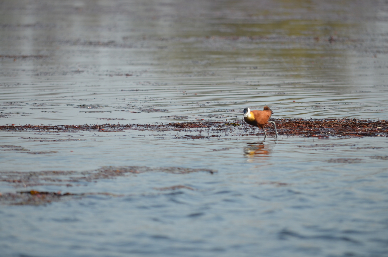 [26680] 2016_07_01_00_22_08_Africa_NIKON_D5100_IMG__00752.jpg