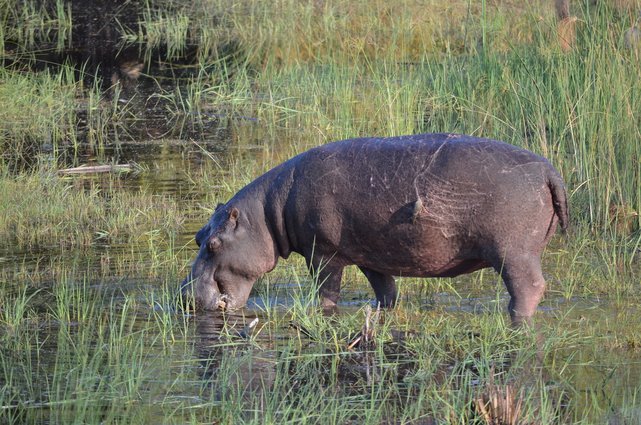 [27518] 2016_07_01_23_04_29_Africa_NIKON_D5100_IMG__00875.jpg