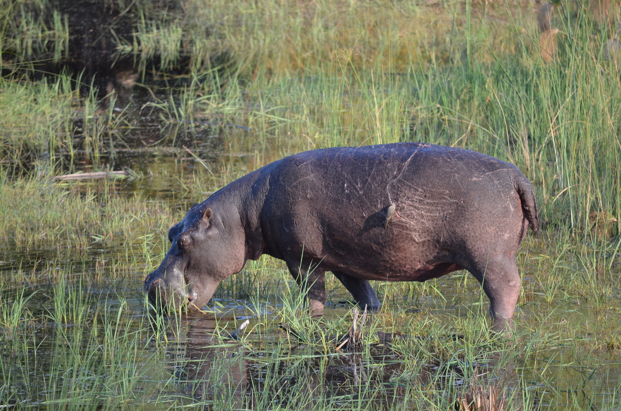 [27520] 2016_07_01_23_04_30_Africa_NIKON_D5100_IMG__00876.jpg
