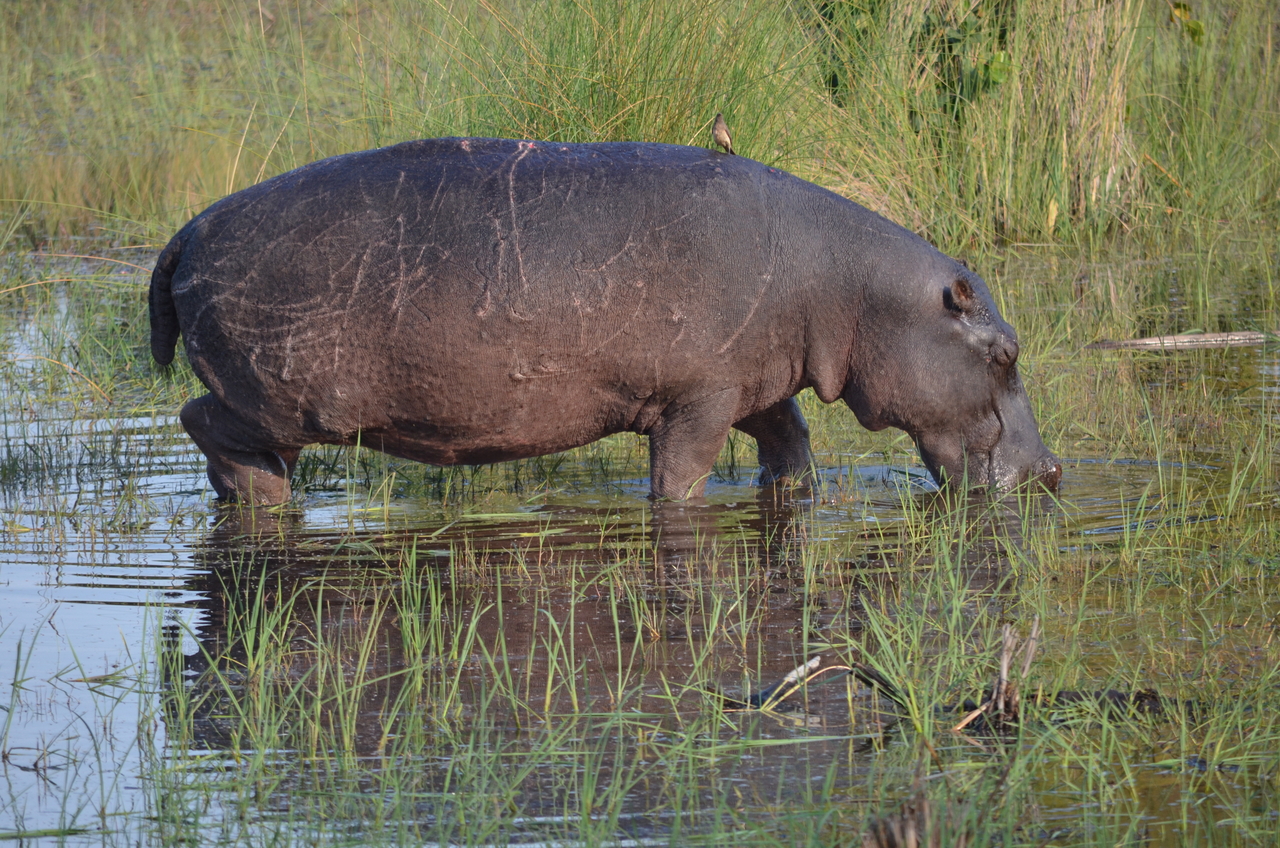 [27525] 2016_07_01_23_10_35_Africa_NIKON_D5100_IMG__05500.jpg