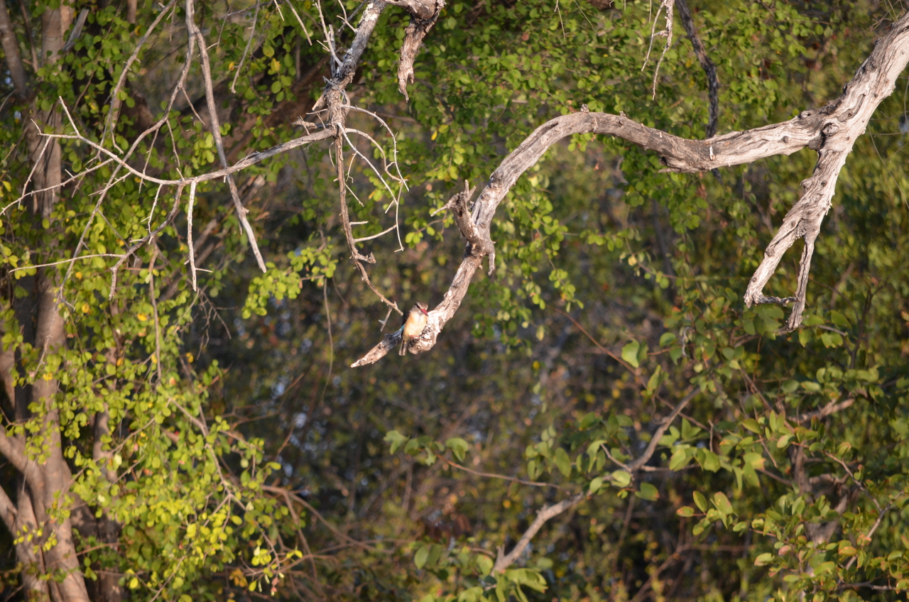 [27836] 2016_07_02_07_07_03_Africa_NIKON_D5100_IMG__05507.jpg