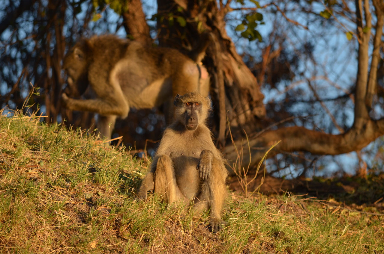 [33058] 2016_07_04_07_37_20_Africa_NIKON_D5100_IMG__00992.jpg