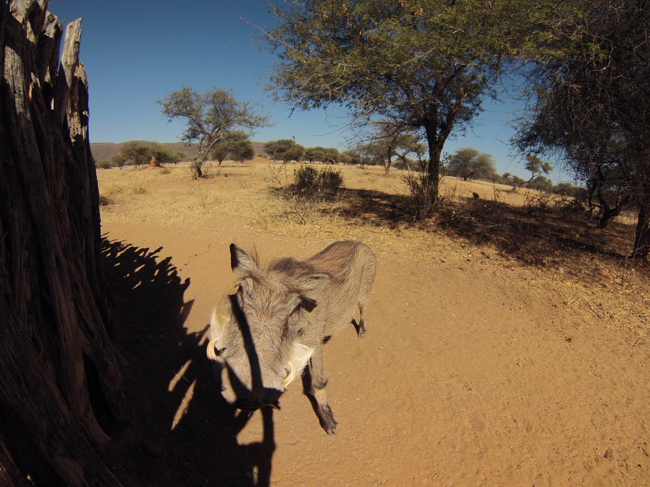 [8888] 2016_06_23_12_09_24_Africa_Hero3-Silver_Edition_IMG__00377.jpg