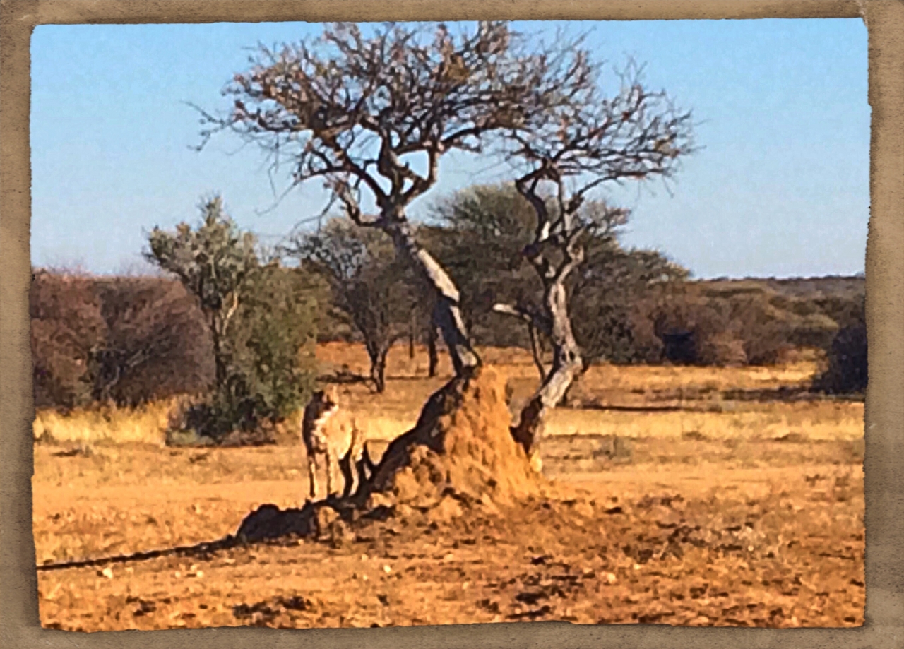 [1201] 2016_06_22_02_56_05_Africa_iPhone_5s_IMG__00167.jpg