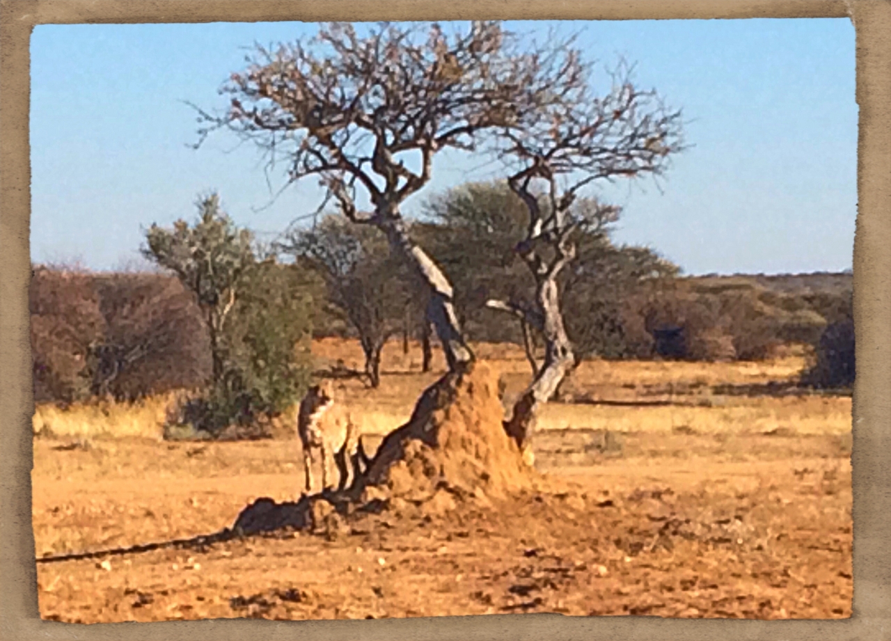 [1203] 2016_06_22_02_56_05_Africa_iPhone_5s_IMG__05779.jpg