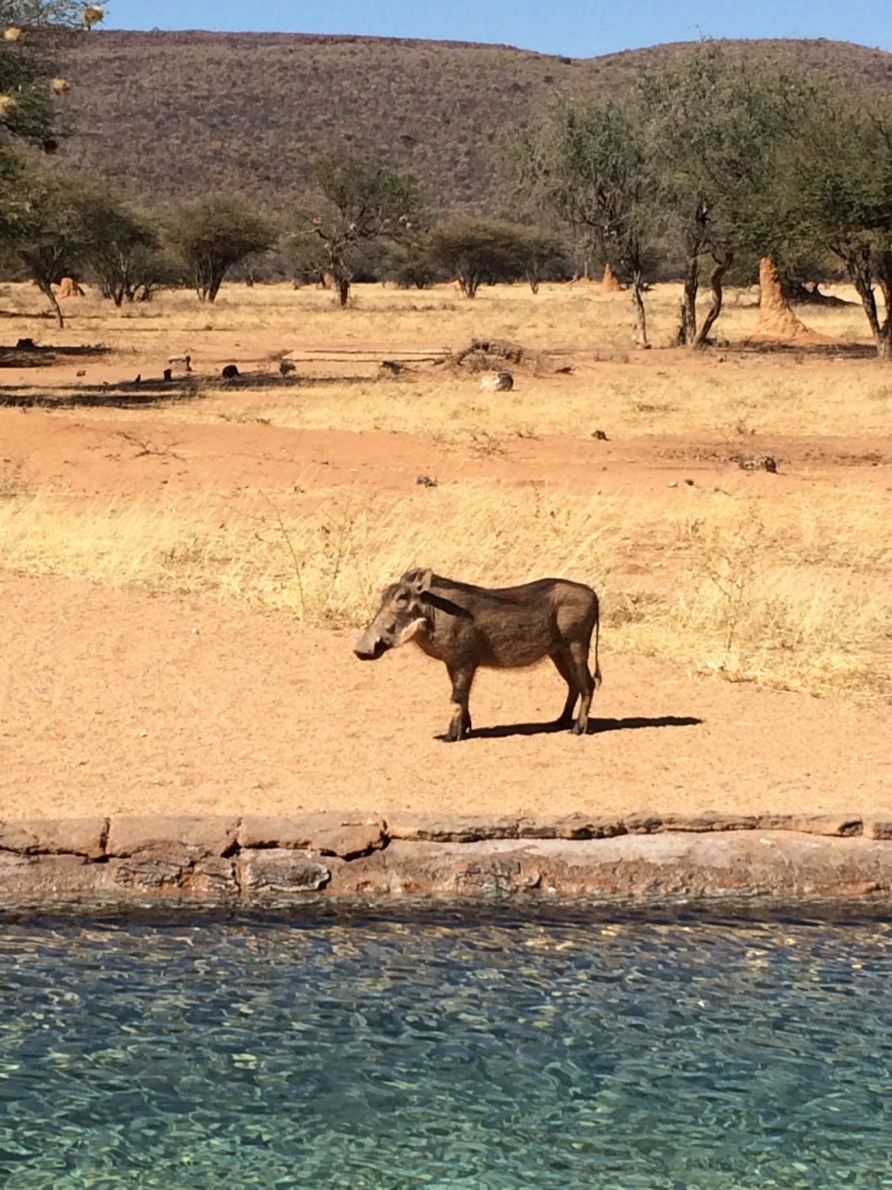 [2163] 2016_06_22_05_53_26_Africa_iPhone_5s_IMG_8069_05792.jpg