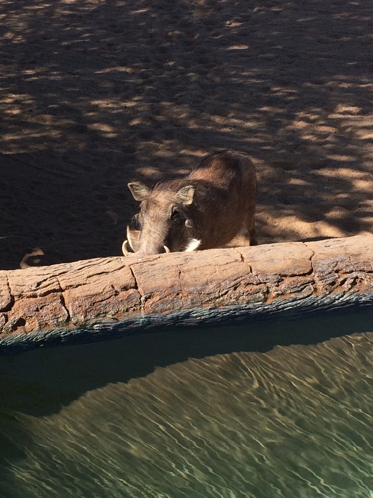 [2173] 2016_06_22_05_53_53_Africa_iPhone_5s_IMG__05797.jpg