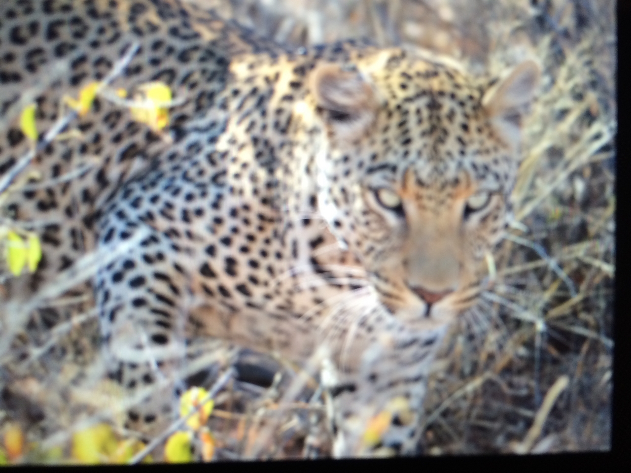 [2212] 2016_06_22_07_04_24_Africa_iPhone_5s_IMG_8080_00196.jpg