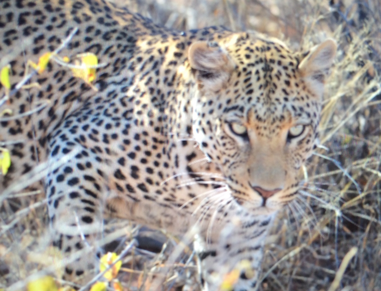 [2217] 2016_06_22_07_04_28_Africa_iPhone_5s_IMG_8081_05812.jpg