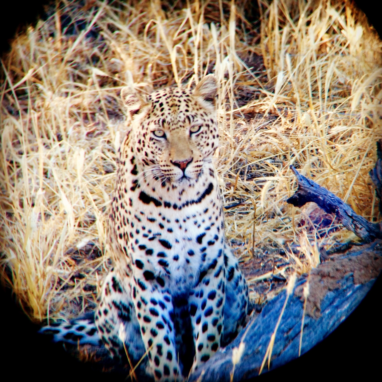 [3211] 2016_06_22_11_23_30_Africa_iPhone_5s_IMG_8113_05844.jpg