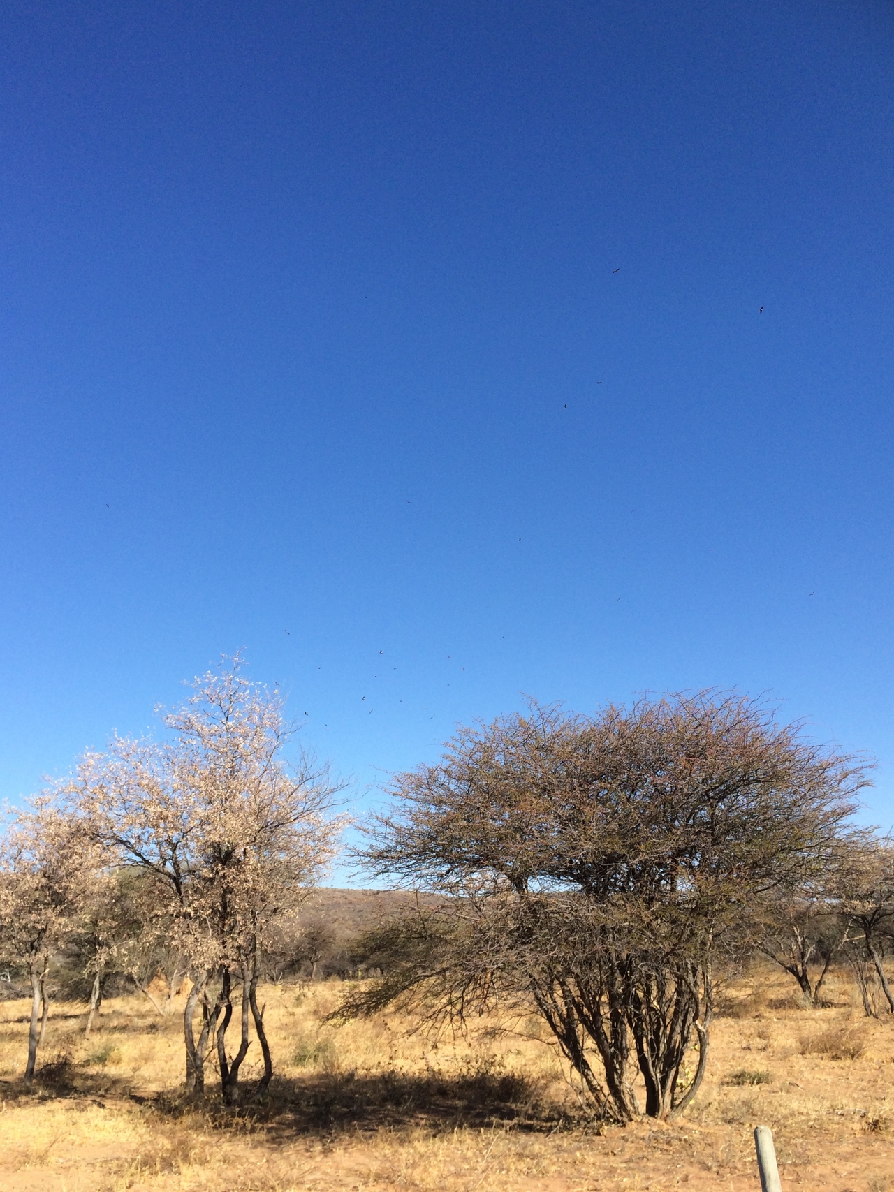 [5372] 2016_06_23_09_56_57_Africa_iPhone_5s_IMG__00299.jpg