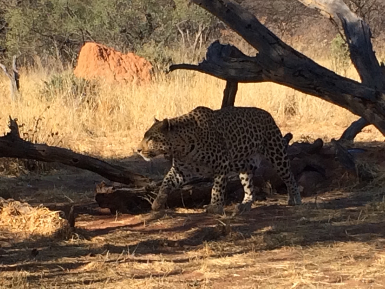 [5529] 2016_06_23_10_16_39_Africa_iPhone_5s_IMG__00305.jpg
