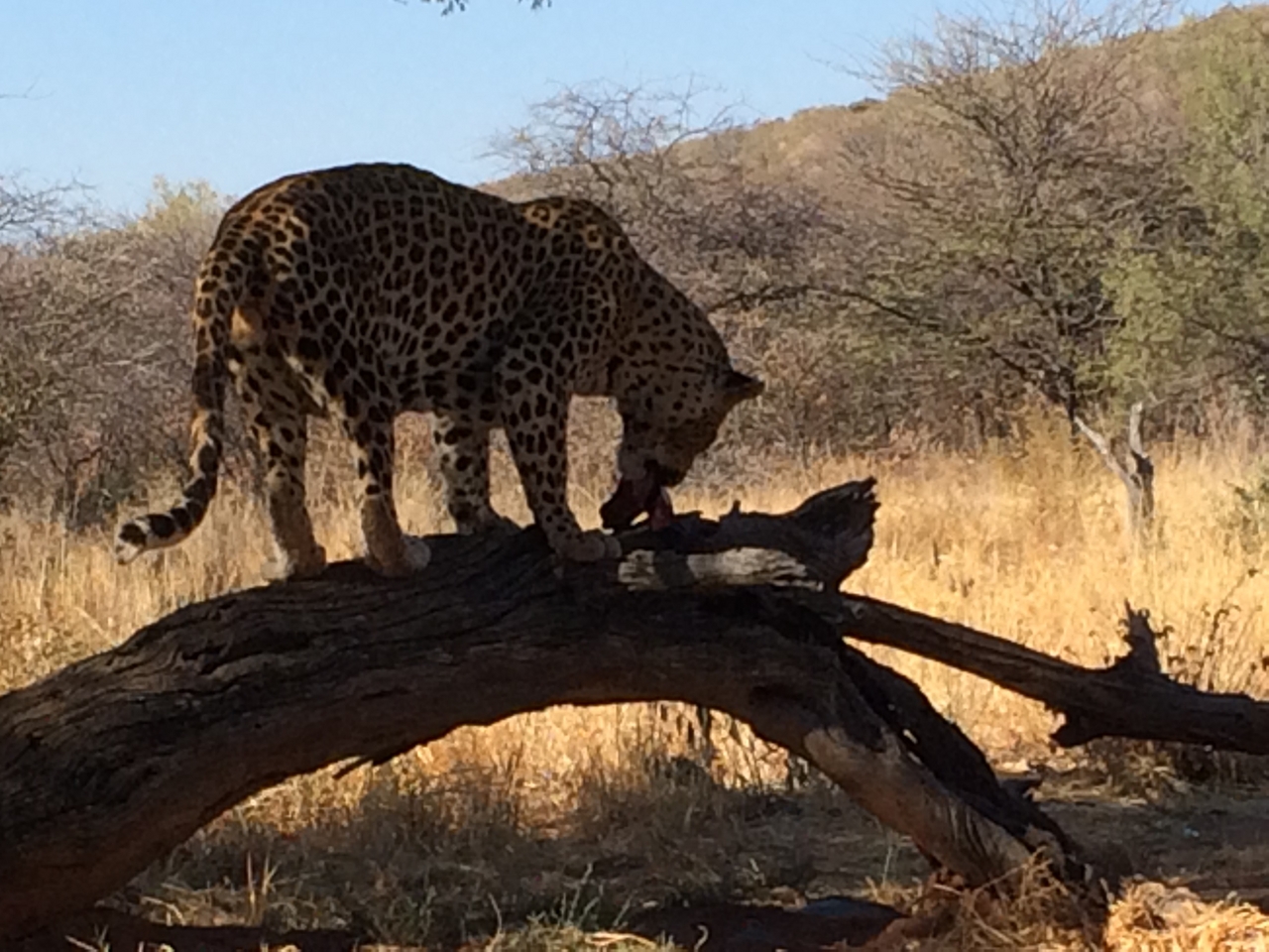 [5537] 2016_06_23_10_16_44_Africa_iPhone_5s_IMG__00309.jpg