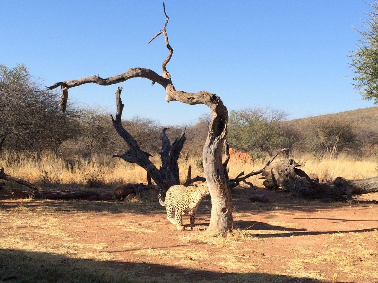 [5822] 2016_06_23_10_26_41_Africa_iPhone_5s_IMG__05933.jpg