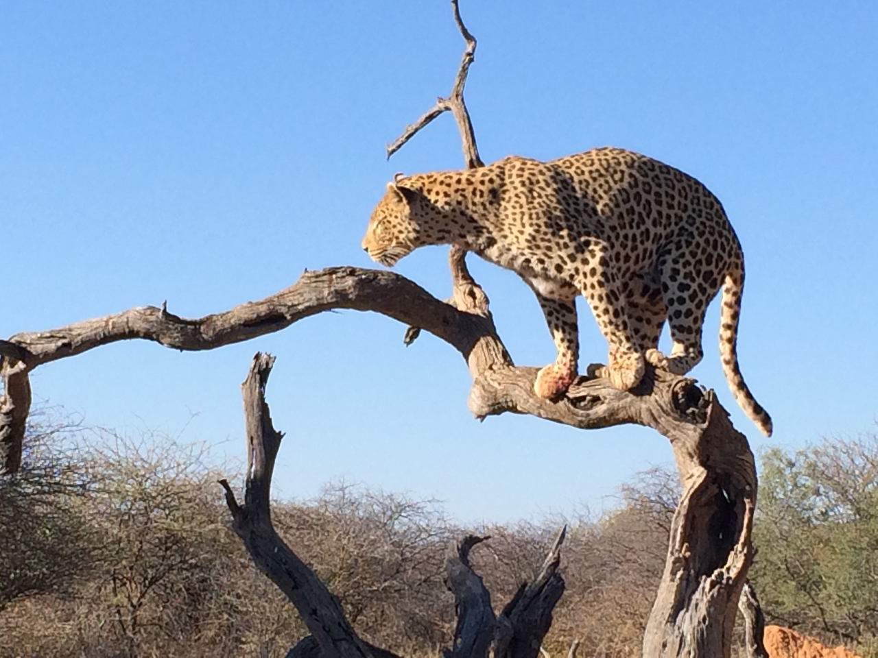 [5826] 2016_06_23_10_26_45_Africa_iPhone_5s_IMG__05935.jpg