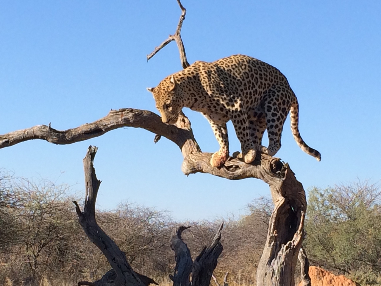 [5830] 2016_06_23_10_26_48_Africa_iPhone_5s_IMG__05937.jpg