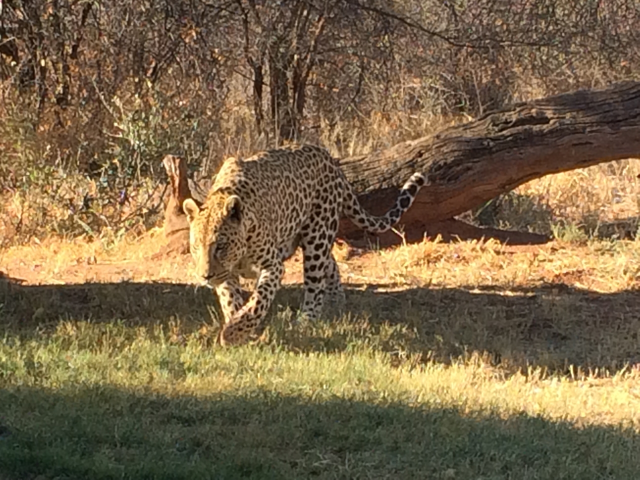 [6023] 2016_06_23_10_30_08_Africa_iPhone_5s_IMG_8187_00324.jpg