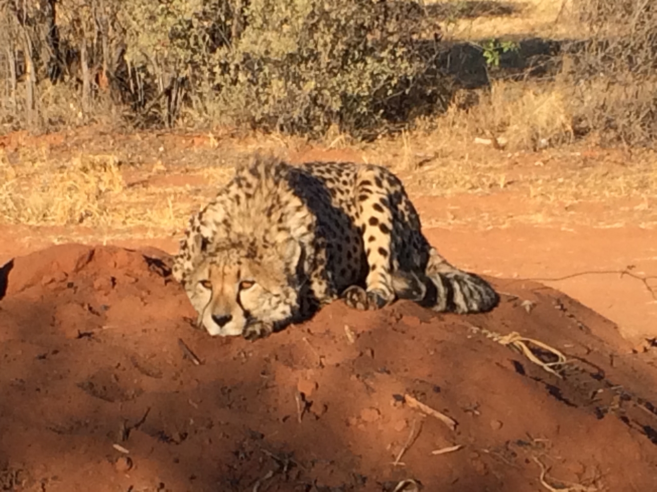 [7105] 2016_06_23_11_13_50_Africa_iPhone_5s_IMG__00367.jpg