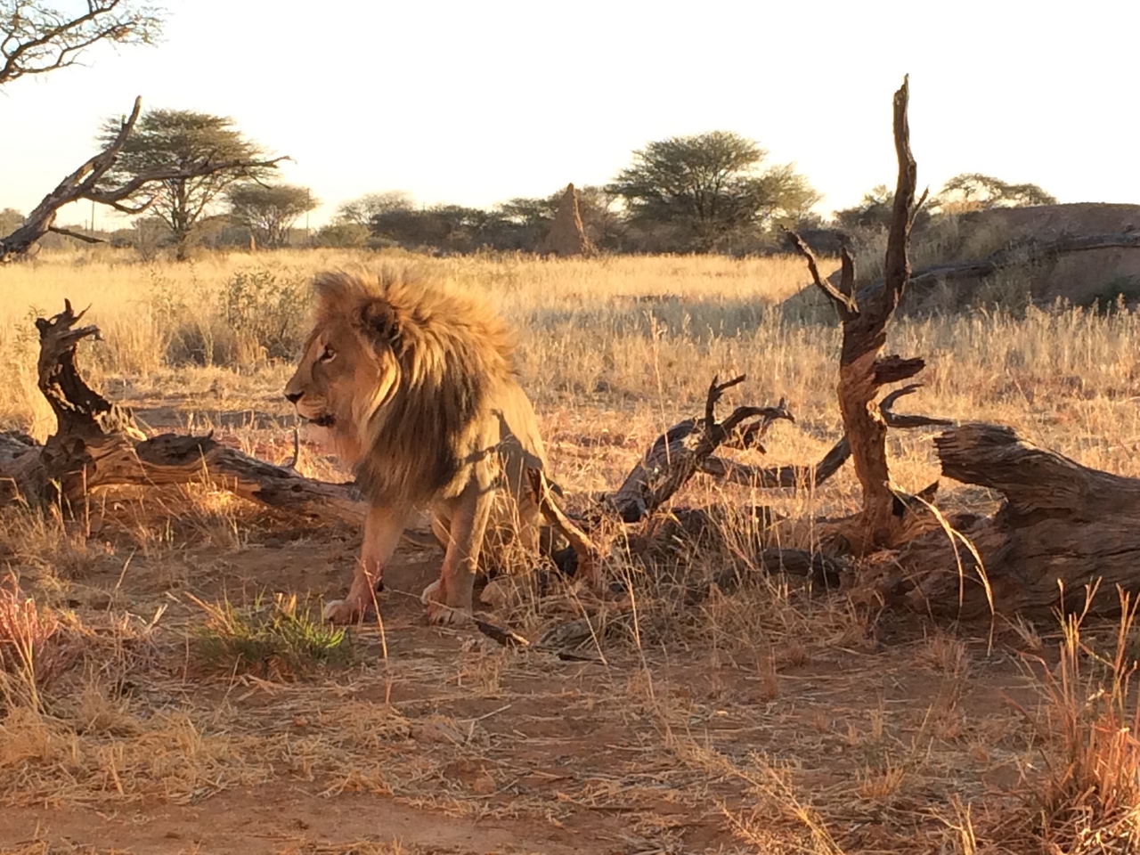 [8538] 2016_06_23_11_54_40_Africa_iPhone_5s_IMG__00409.jpg