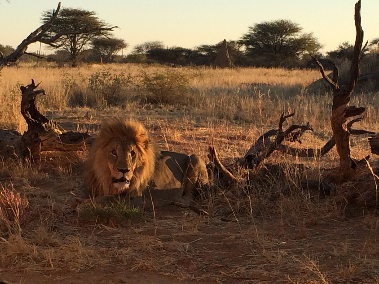 [8684] 2016_06_23_11_56_15_Africa_iPhone_5s_IMG_8247_00414.jpg