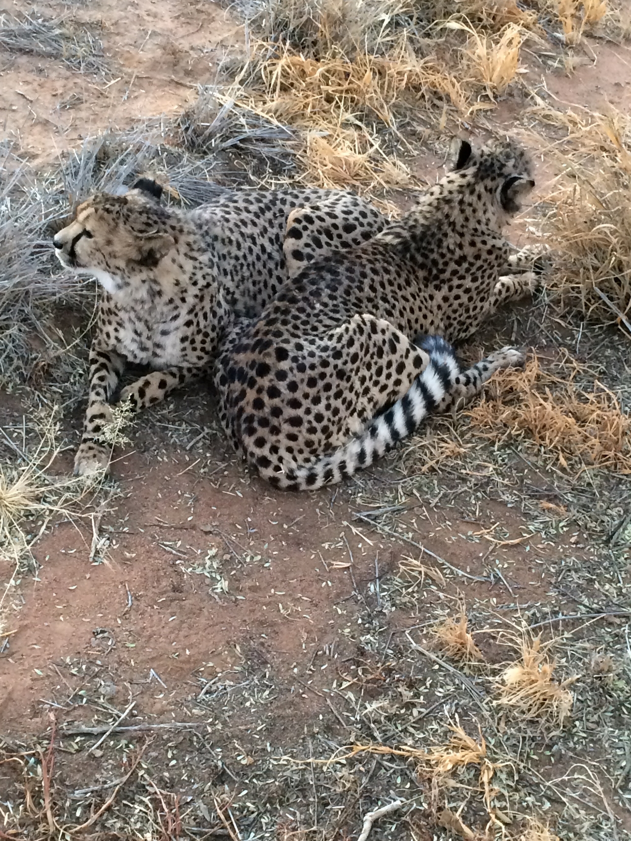 [8927] 2016_06_23_12_26_18_Africa_iPhone_5s_IMG__06033.jpg
