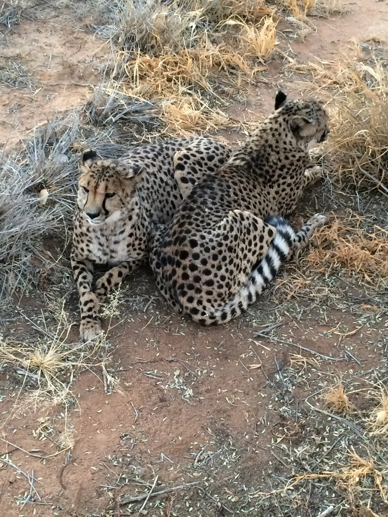 [8931] 2016_06_23_12_26_26_Africa_iPhone_5s_IMG__06035.jpg