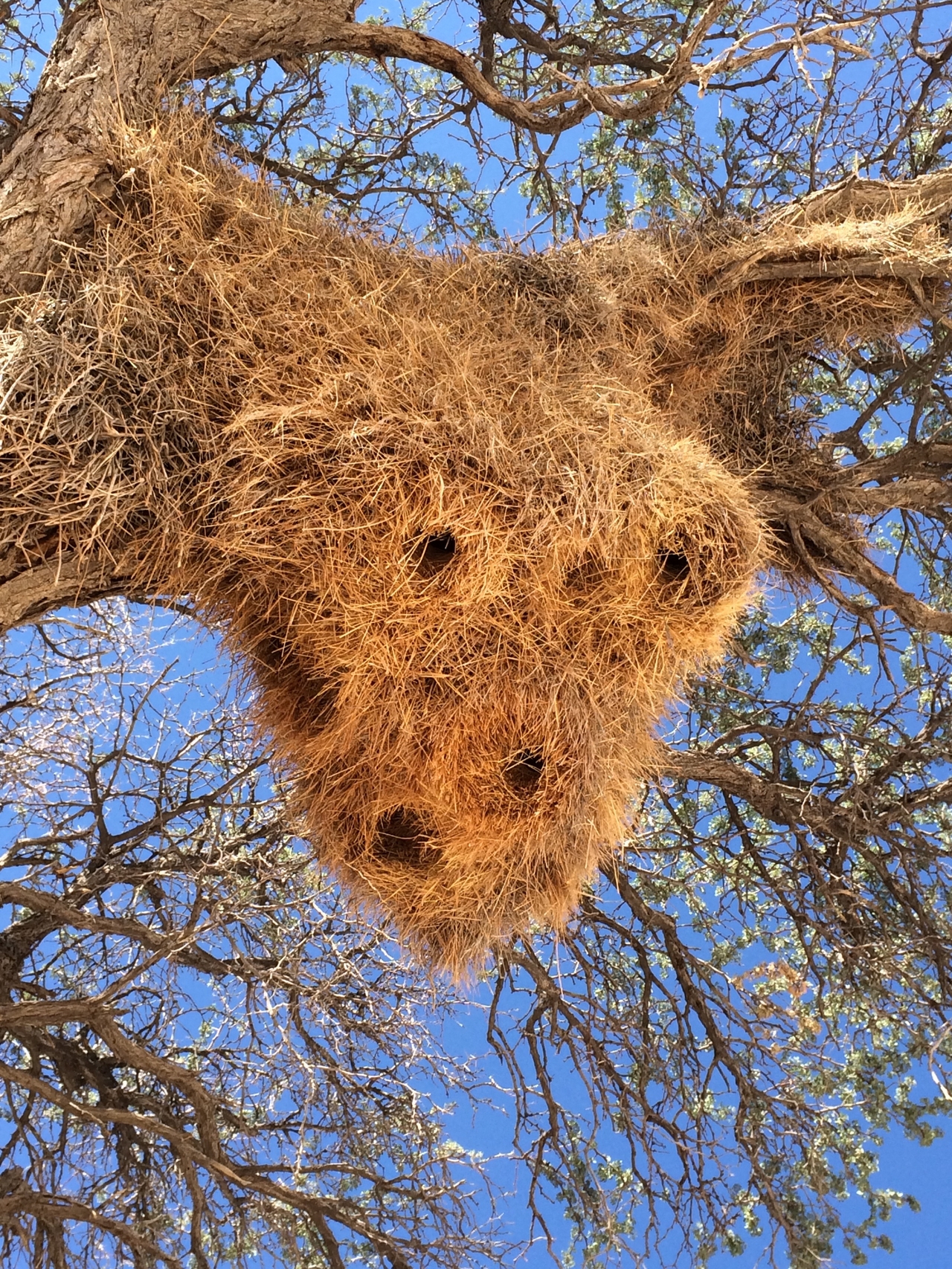 [16410] 2016_06_26_06_18_18_Africa_iPhone_5s_IMG__00621.jpg