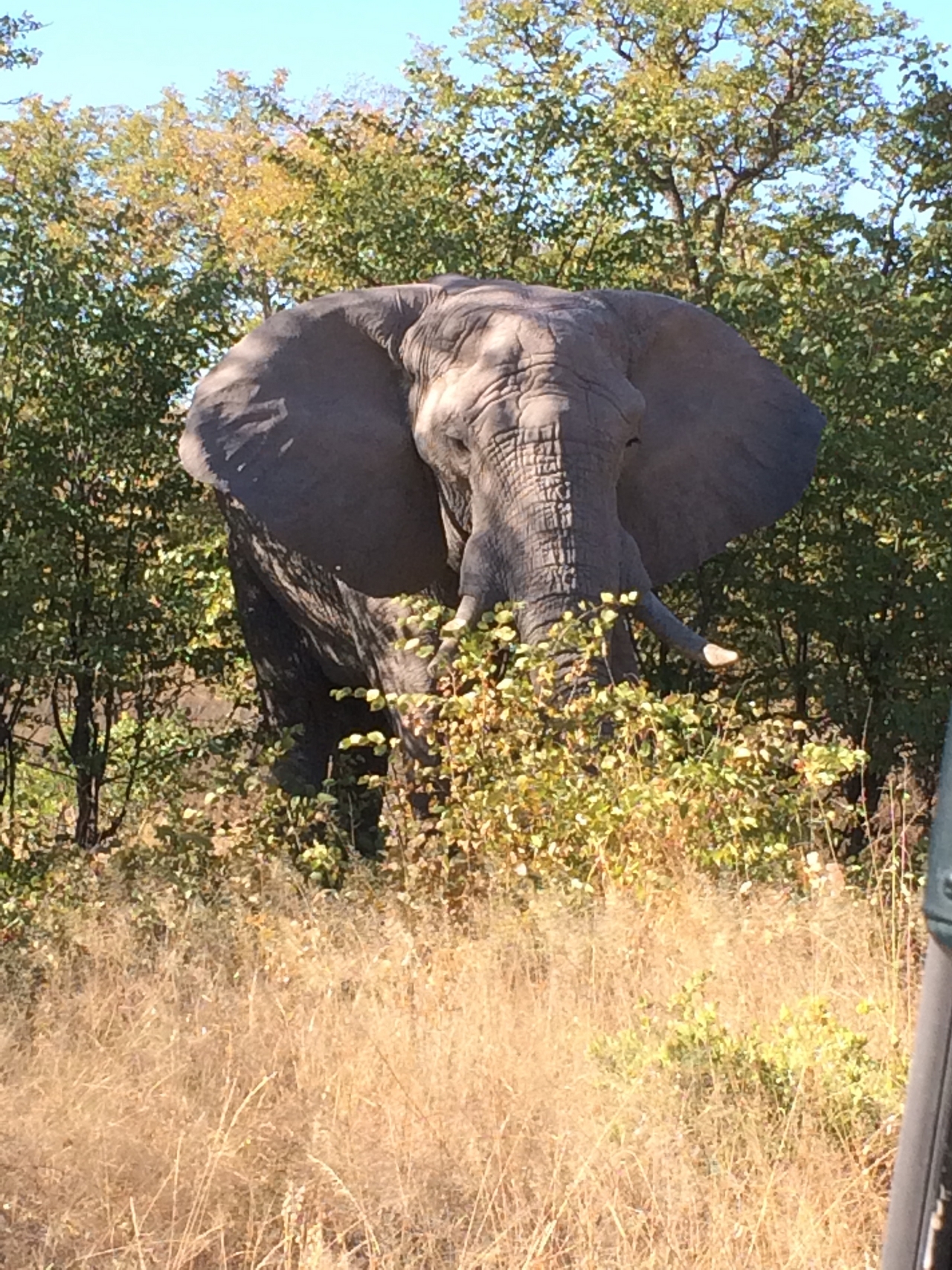 [17084] 2016_06_27_09_26_14_Africa_iPhone_5s_IMG__06341.jpg