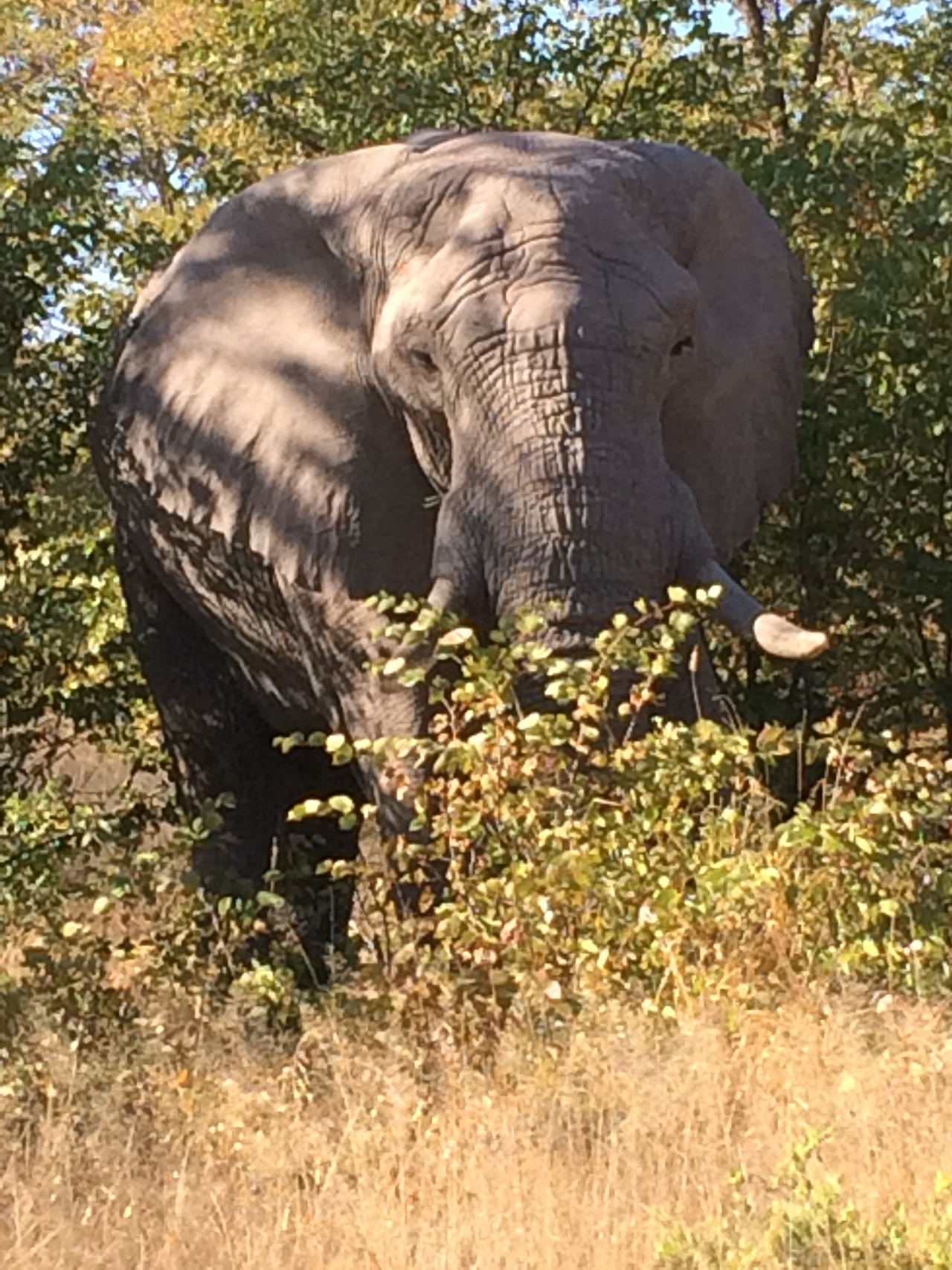 [17107] 2016_06_27_09_26_25_Africa_iPhone_5s_IMG__06346.jpg
