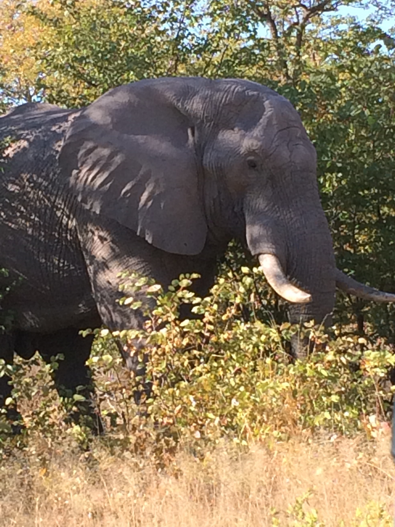 [17113] 2016_06_27_09_26_43_Africa_iPhone_5s_IMG__06349.jpg
