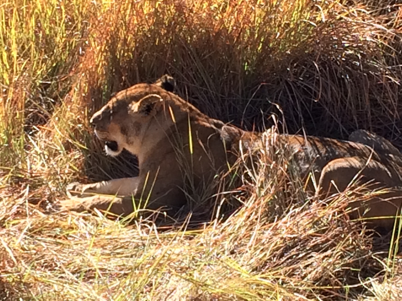 [18991] 2016_06_28_04_21_05_Africa_iPhone_5s_IMG__00762.jpg