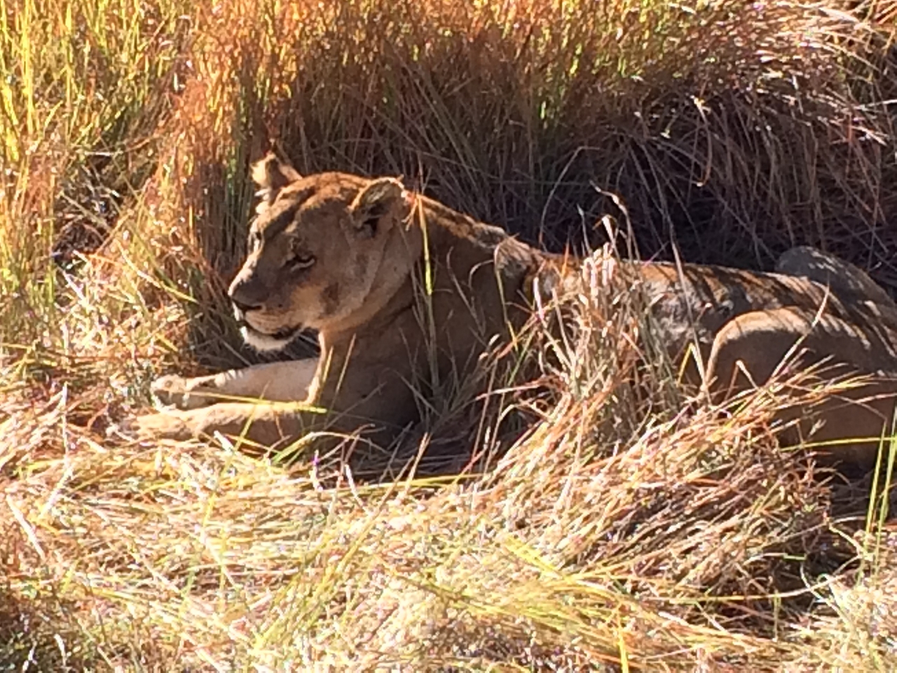 [19029] 2016_06_28_04_22_03_Africa_iPhone_5s_IMG__00768.jpg