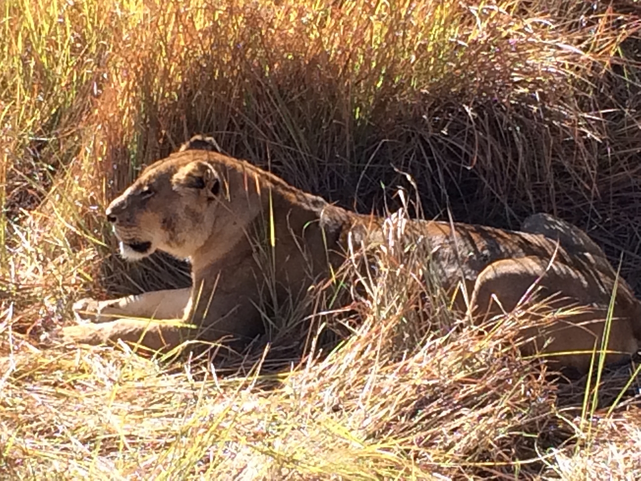[19038] 2016_06_28_04_22_09_Africa_iPhone_5s_IMG__06384.jpg