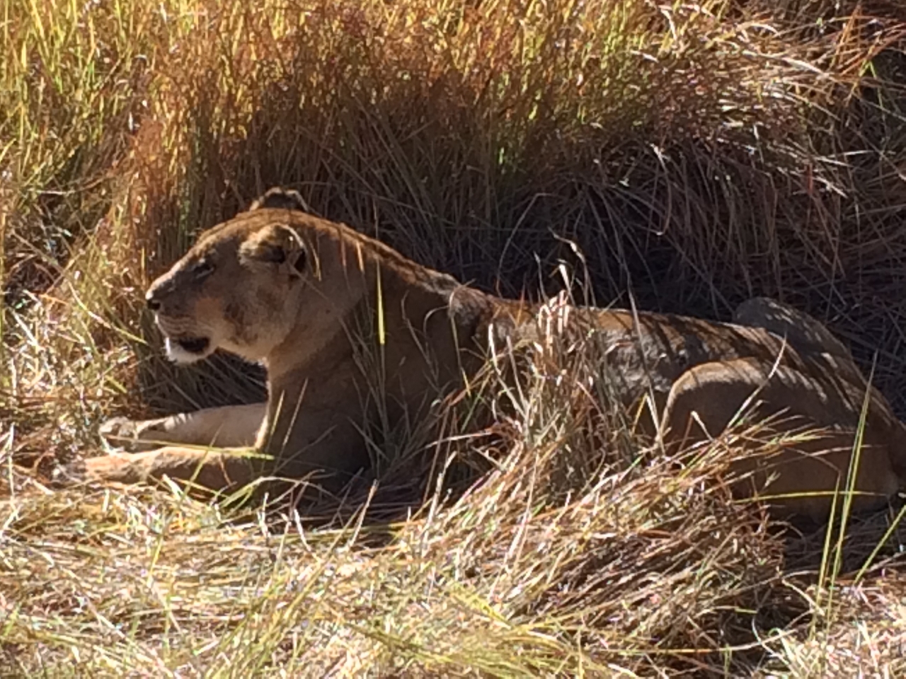 [19039] 2016_06_28_04_22_09_Africa_iPhone_5s_IMG__06386.jpg