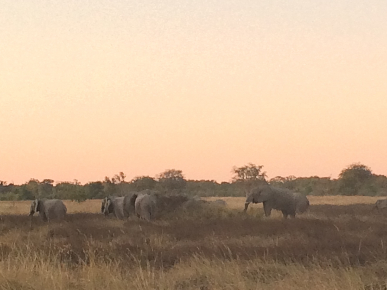 [20203] 2016_06_28_11_55_05_Africa_iPhone_5s_IMG__00788.jpg
