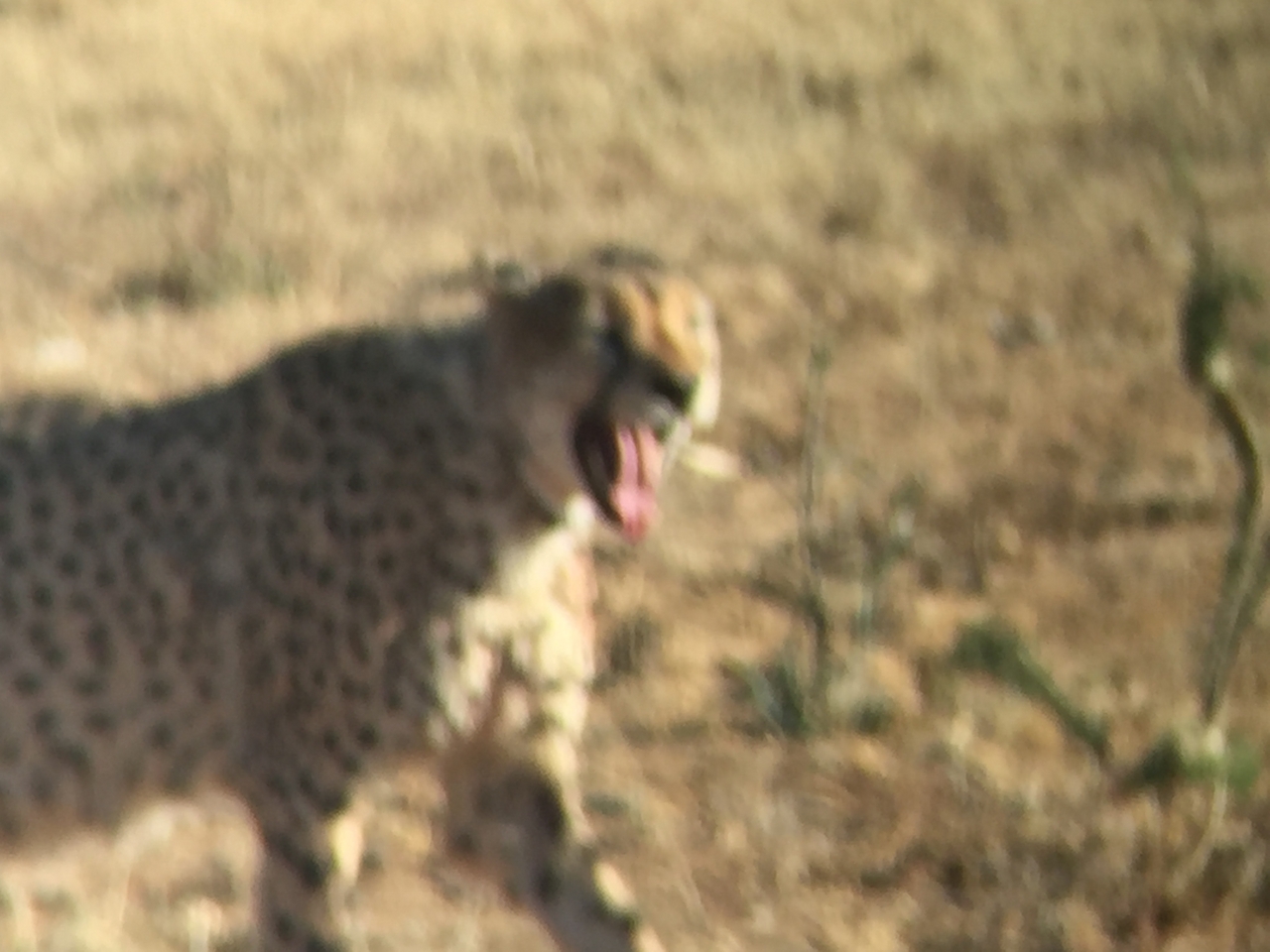 [2391] 2016_06_22_07_56_20_Africa_iPhone_6_IMG_7608_00202.jpg