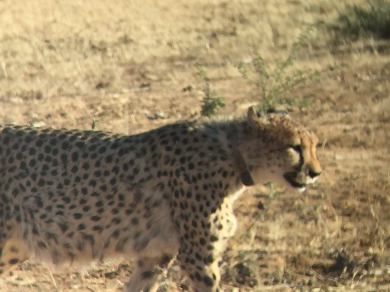 [2394] 2016_06_22_07_56_21_Africa_iPhone_6_IMG_7609_02544.jpg