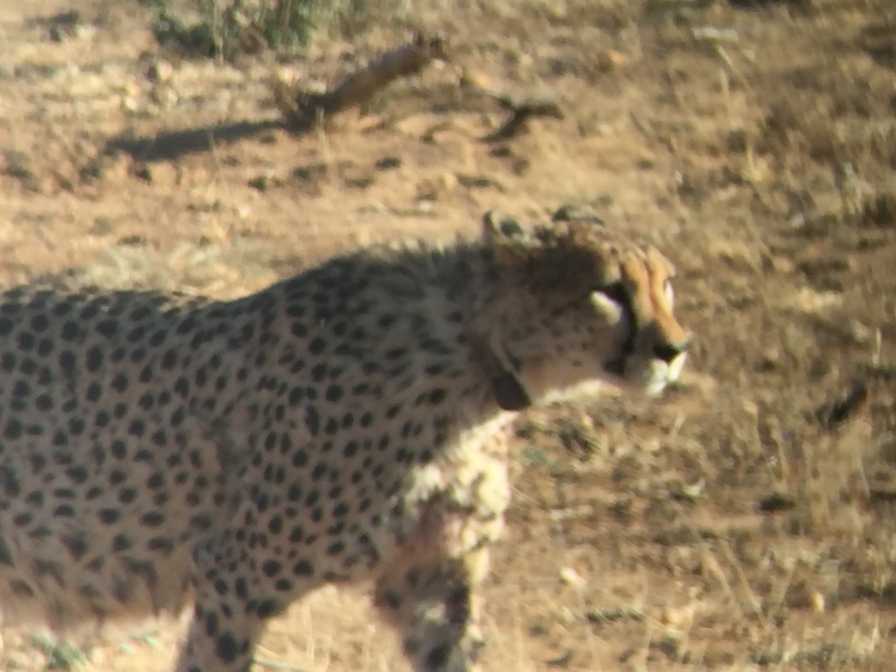 [2396] 2016_06_22_07_56_26_Africa_iPhone_6_IMG_7610_02545.jpg