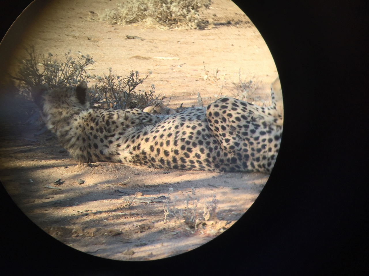 [2442] 2016_06_22_08_12_13_Africa_iPhone_6_IMG_7636_02568.jpg