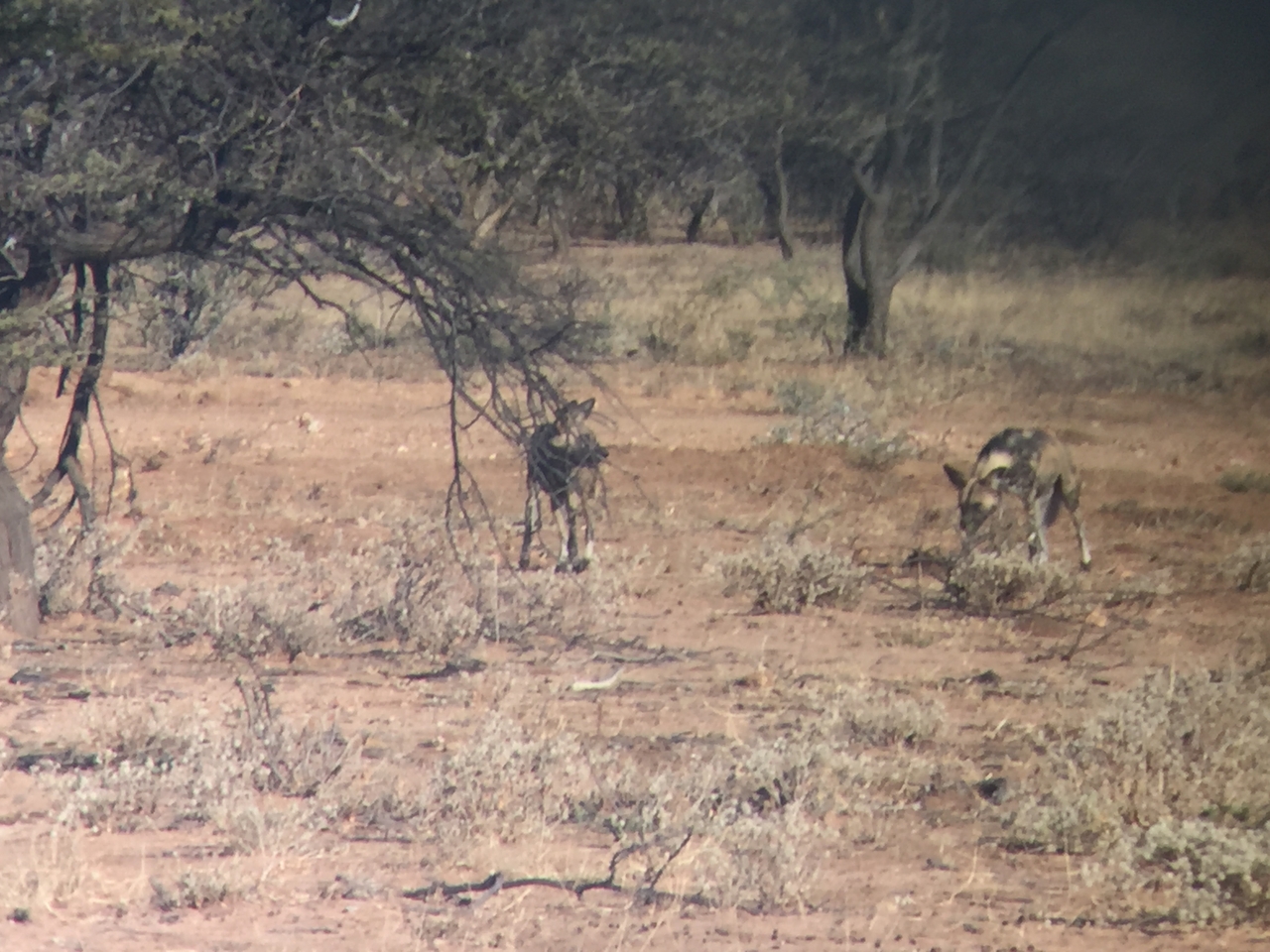 [2447] 2016_06_22_08_19_03_Africa_iPhone_6_IMG_7639_00230.jpg